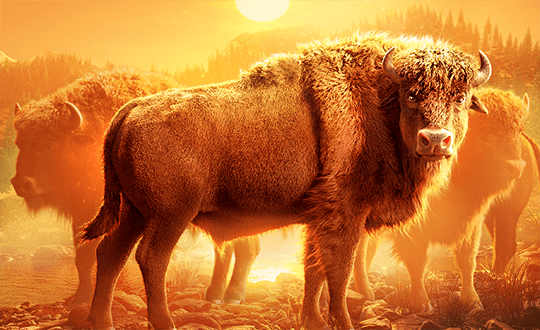 Buffalo Win Screenshot